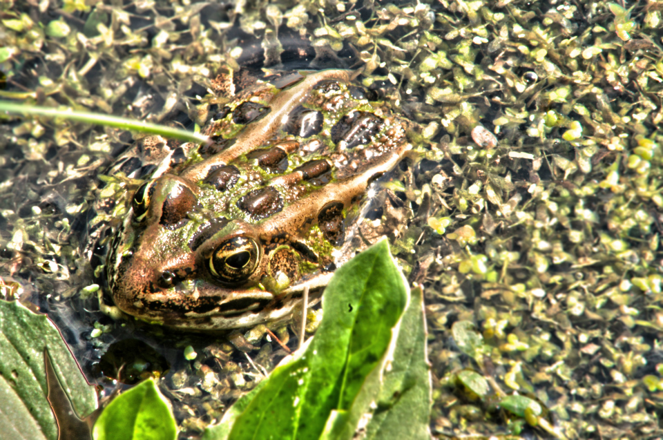 Leopard Frog Heartland Forest Niagara