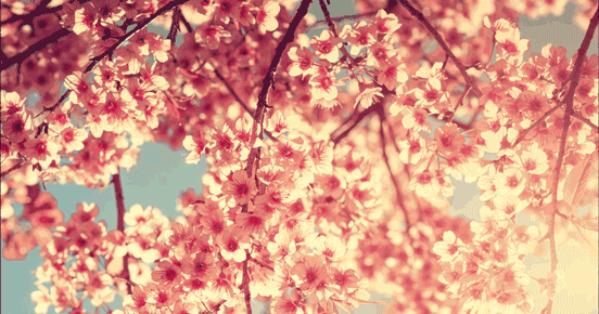 Windy Blossoms Cinemagraph